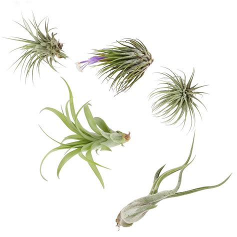 Home depot air plants - 18 Popular Types of Air Plants. To get a better idea of what air plants look like and their unique features, browse through 18 popular types of air plants below. Tillandsia ionantha, also known as the sky plant, is a bromeliad plant. This means that it grows in a tropical climate and has a short stem. Sky plants often bloom bright flowers ...